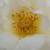Fehér - Virágágyi floribunda rózsa - Irène Frain